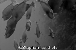 Invasion of the Blue spine unicornfishes (Naso unicornis)... by Stephan Kerkhofs 